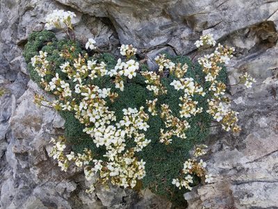 Saxifraga caesia, photographed by Mattia Menchetti