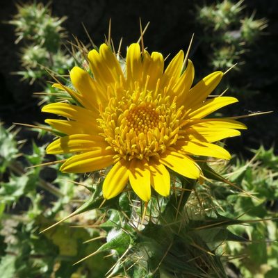 Berkheya spinosissima, photographed by Kevin Murray
