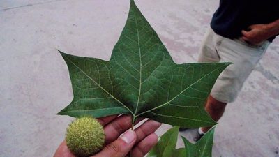 Platanus rzedowskii, photographed by Raúl Ernestoo