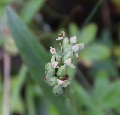 Platanthera hyperborea, photographed by Millie Basden