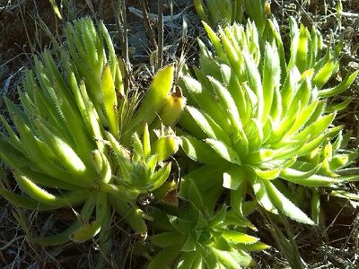 Aeonium simsii, photographed by Andre Hosper
