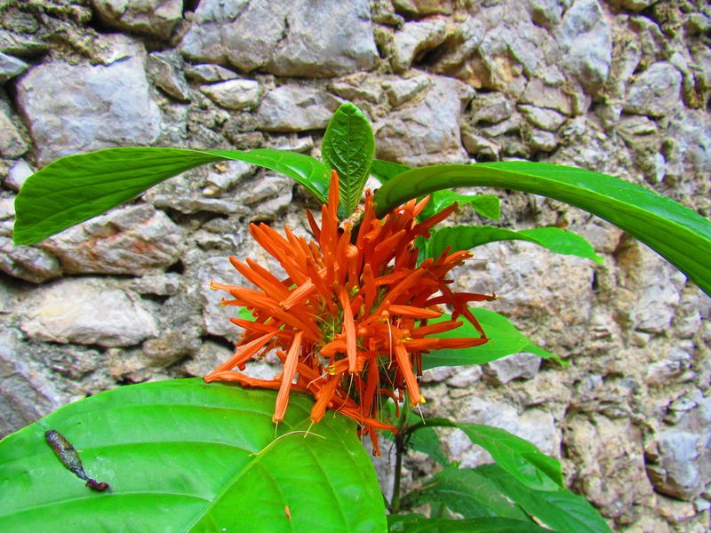 Justicia amplifolia, photographed by Oscar Alejandro Morales Juárez