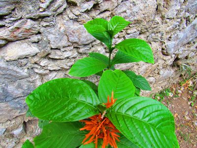 Justicia amplifolia, photographed by Oscar Alejandro Morales Juárez