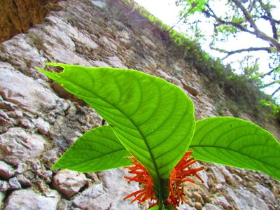 Justicia amplifolia, photographed by Oscar Alejandro Morales Juárez