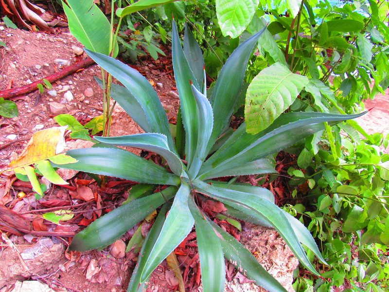 Agave horrida, photographed by Oscar Alejandro Morales Juárez