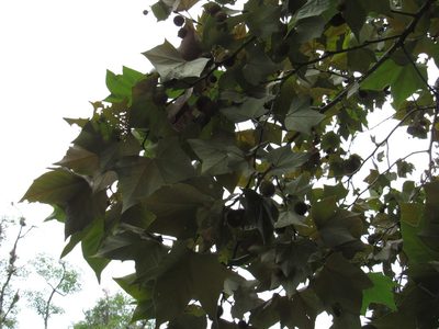 Platanus mexicana, photographed by Oscar Alejandro Morales Juárez