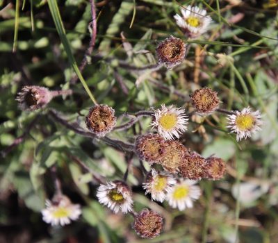 Erigeron borealis, photographed by Millie Basden