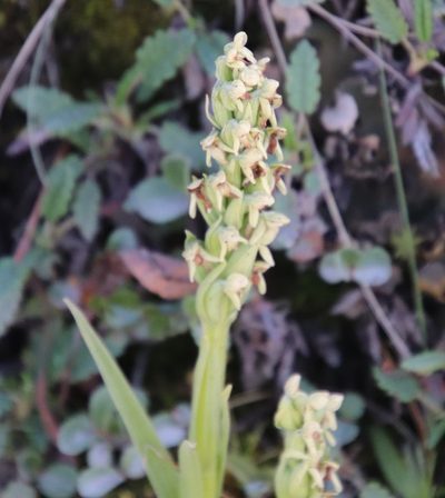 Platanthera hyperborea, photographed by Millie Basden