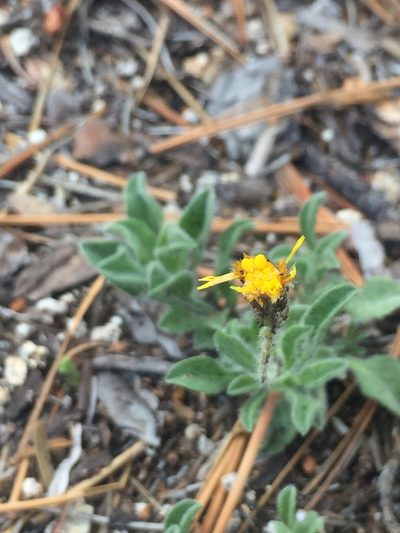 Heterotheca brandegeei, photographed by als93