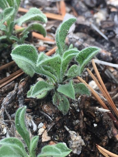 Heterotheca brandegeei, photographed by als93