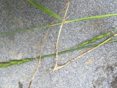 Aegilops tauschii, photographed by Andre Hosper