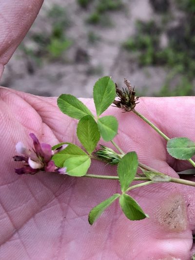 Trifolium pinetorum, photographed by CK2AZ