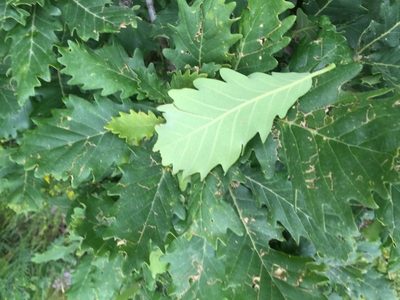 Quercus macranthera, photographed by Andre Hosper