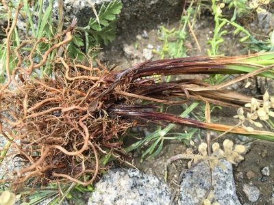Carex caucasica, photographed by Andre Hosper