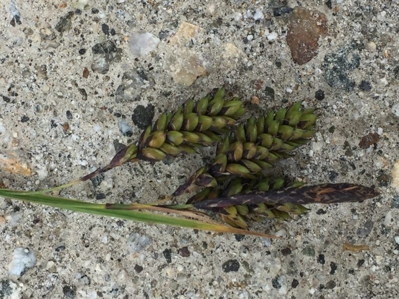 Carex caucasica, photographed by Andre Hosper