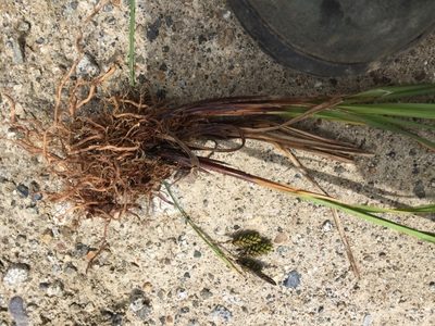 Carex caucasica, photographed by Andre Hosper