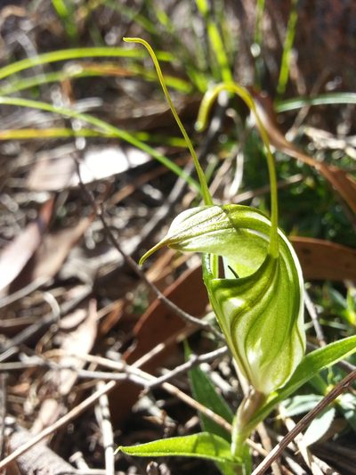 Pterostylis robusta, photographed by Rosalie Lawrence