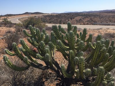 Myrtillocactus cochal, photographed by als93