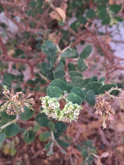 Euphorbia tomentulosa, photographed by als93