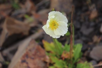 Oreomecon nudicaulis, photographed by Millie Basden