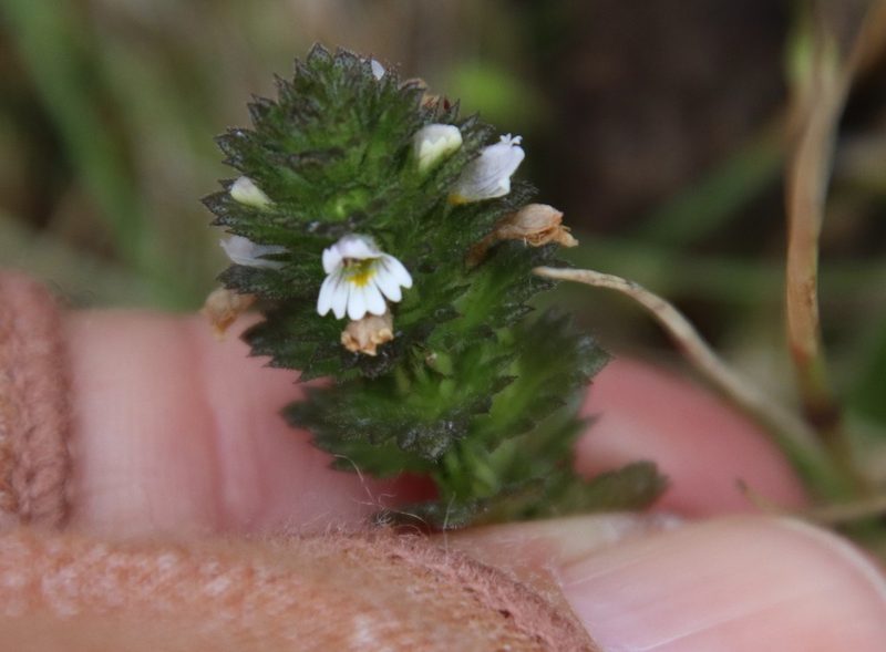 Euphrasia frigida, photographed by Millie Basden
