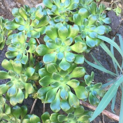 Aeonium lindleyi, photographed by Andre Hosper