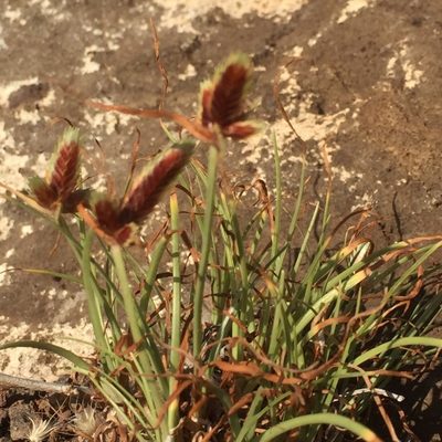 Cyperus rubicundus, photographed by Andre Hosper