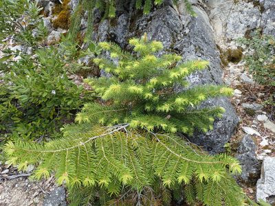 Abies bracteata, photographed by Scott Yarger