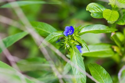 Hydrolea uniflora, photographed by Melissa McMasters