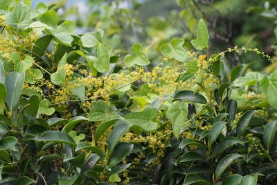 Dioscorea quinquelobata, photographed by harum.koh