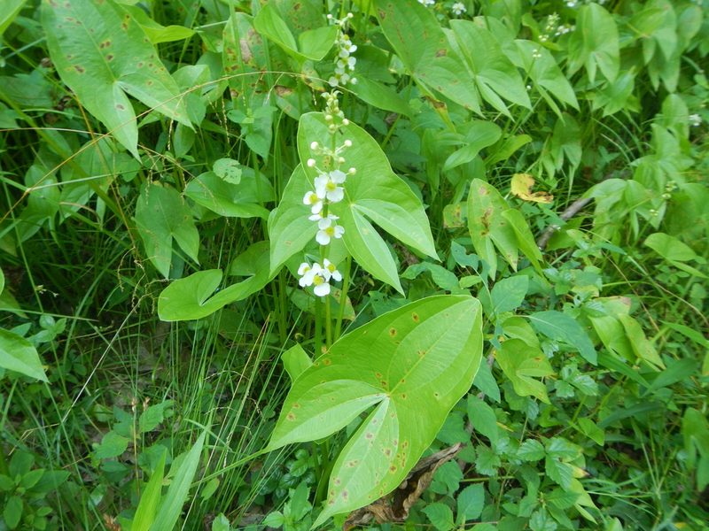 Sagittaria australis, photographed by stinger