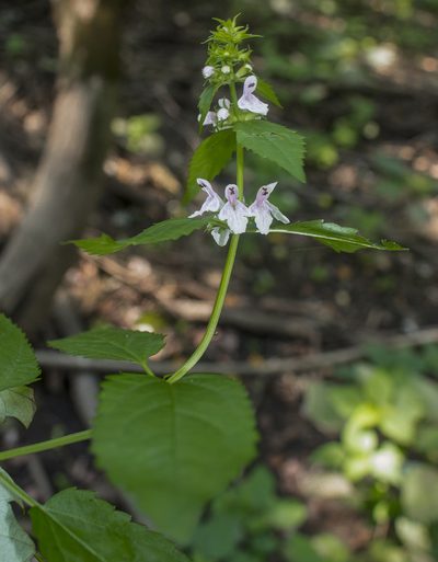 Stachys tenuifolia, photographed by aarongunnar