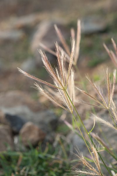 Chloris divaricata, photographed by Cheng-Tao Lin