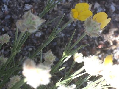 Echinospartum ibericum, photographed by Andre Hosper