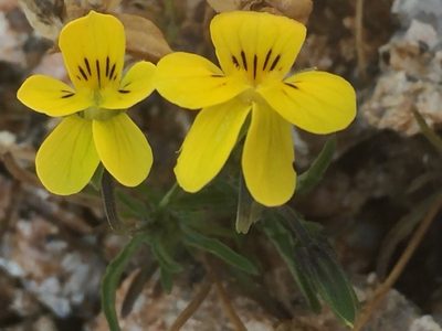 Viola langeana, photographed by Andre Hosper