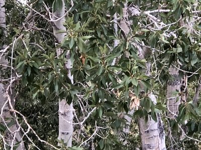 Populus angustifolia, photographed by CK2AZ