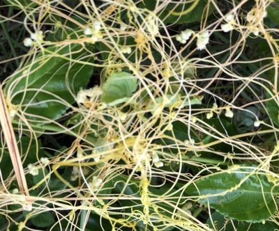 Cuscuta sandwichiana, photographed by Sonny Gamponia