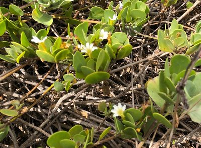 Scaevola coriacea, photographed by Sonny Gamponia