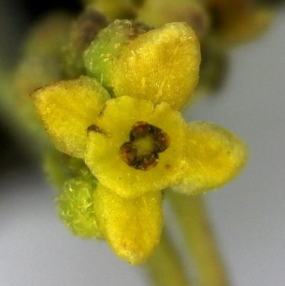 Antizoma miersiana, photographed by Kevin Murray