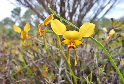 Diuris hazeliae, photographed by Thibaud Aronson