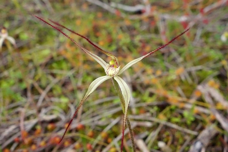 Caladenia horistes, photographed by Thibaud Aronson