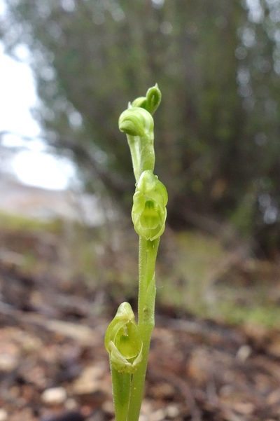 Pterostylis mutica, photographed by Thibaud Aronson