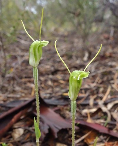 Pterostylis setulosa, photographed by Thibaud Aronson