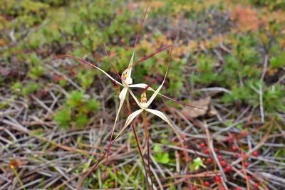 Caladenia horistes, photographed by Thibaud Aronson