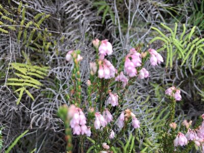 Erica brevifolia, photographed by Caroline Voget