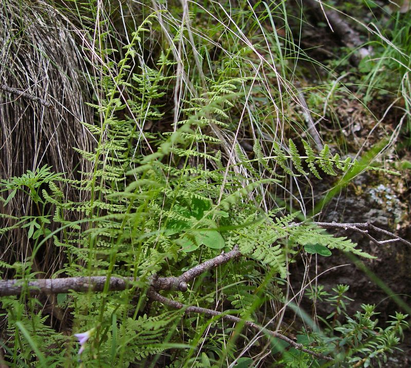 Woodsia phillipsii, photographed by Gordon C. Snelling