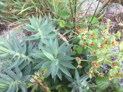 Euphorbia oxyphylla, photographed by Andre Hosper