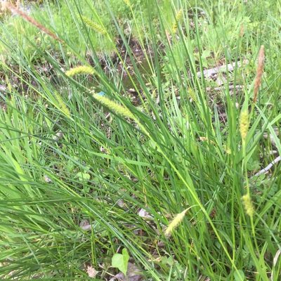Carex laevigata, photographed by Andre Hosper