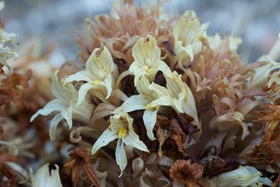 Orobanche vallicola, photographed by Jon Sullivan
