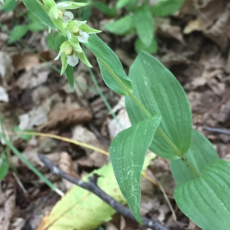 Epipactis persica, photographed by Andre Hosper